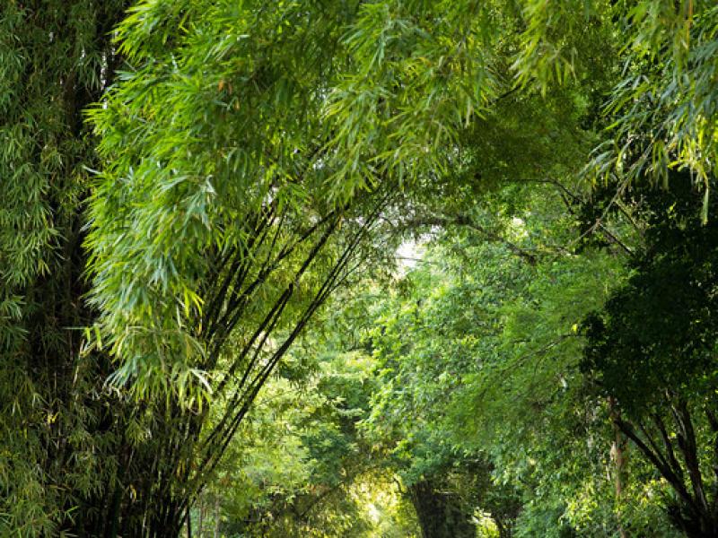 Coach House at Good Hope, Jamaica , Montego Bay 