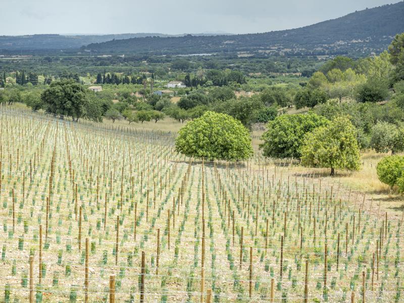 Villa Magna , Moscari 