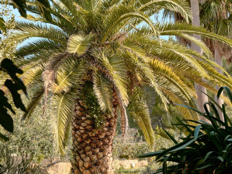 Can Kai , San Antonio 