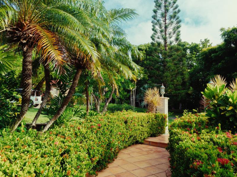 Helianthus , Mount Pleasant 