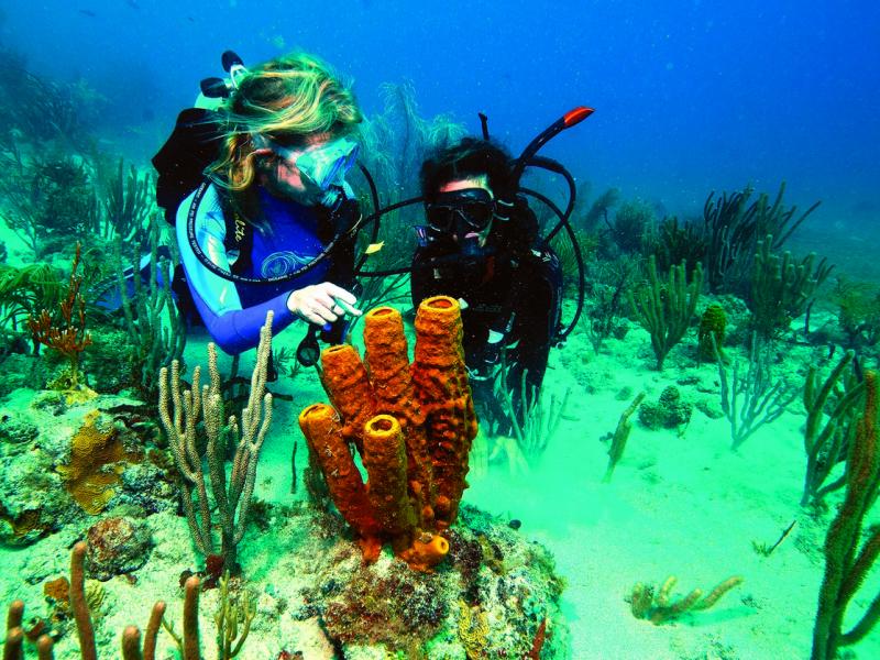 Petit St Vincent , Petit St Vincent 