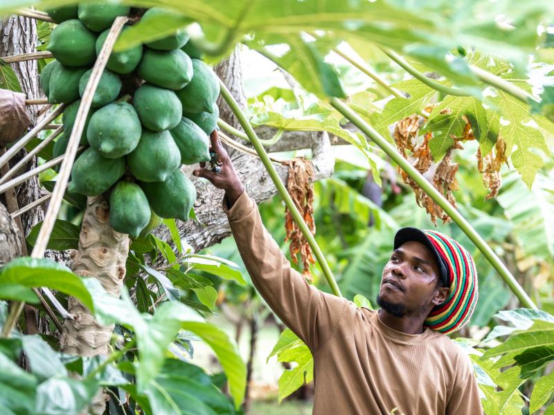 Guana Island , Guana Island 
